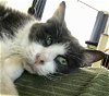 adoptable Cat in herndon, VA named Albus