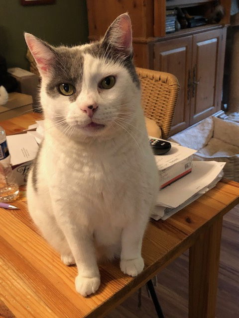 adoptable Cat in Herndon, VA named Oreo