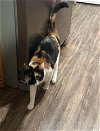 adoptable Cat in herndon, VA named Lucy (& Sugar) bonded