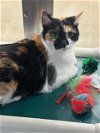 adoptable Cat in  named Lucy (& Sugar) bonded