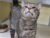 adoptable Cat in herndon, VA named Smokey