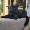 adoptable Cat in herndon, VA named Muji