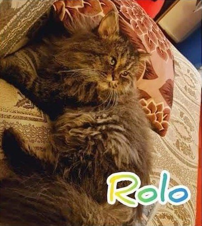 adoptable Cat in Herndon, VA named Rolo