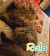 adoptable Cat in herndon, VA named Rolo
