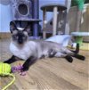 adoptable Cat in herndon, VA named Wimsie