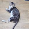 adoptable Cat in herndon, VA named Kyrie (tripod)