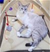 adoptable Cat in herndon, VA named Ozzie