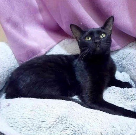 adoptable Cat in Herndon, VA named Blackberry