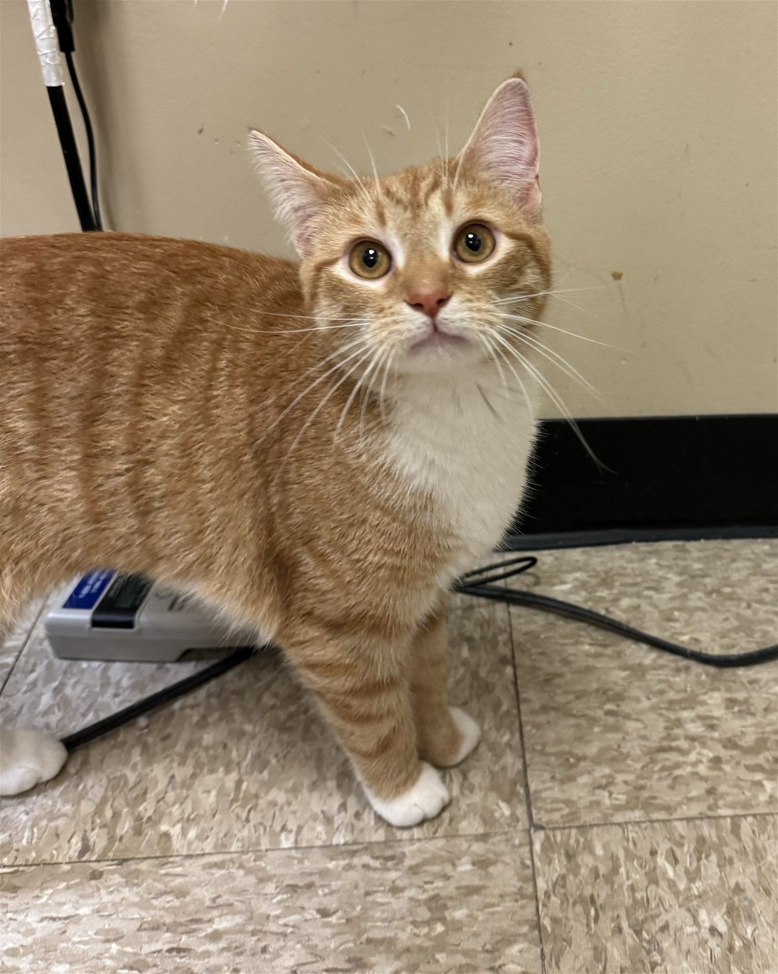 adoptable Cat in Herndon, VA named Socks