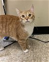 adoptable Cat in herndon, VA named Socks