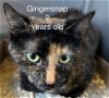 adoptable Cat in  named Gingersnap