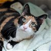 adoptable Cat in springfield, VA named Paula