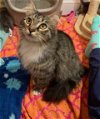 adoptable Cat in , VA named Louise aka Lady Reginald