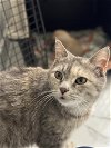 adoptable Cat in herndon, VA named April