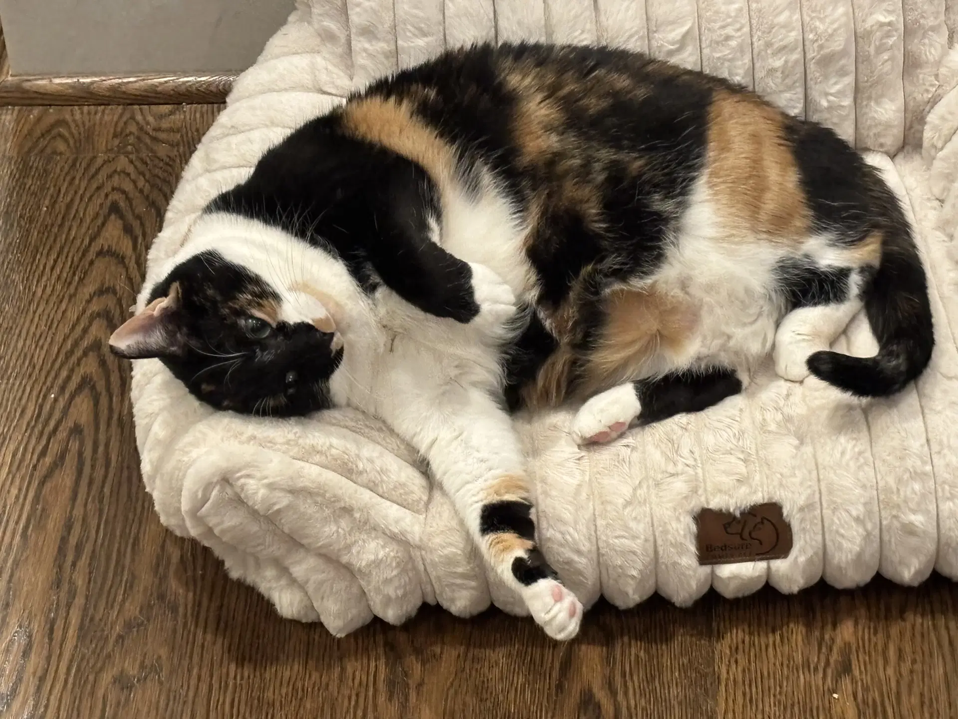 Hope Calico image 2
