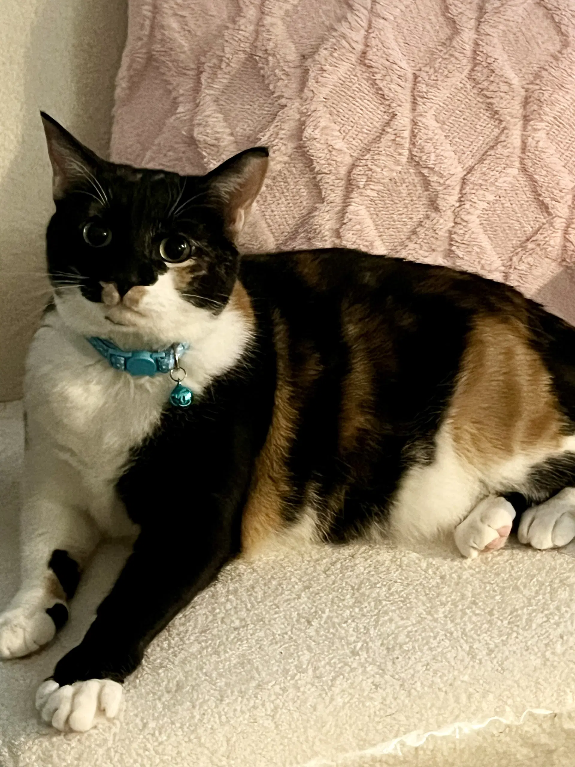 Hope Calico - Domestic Short Hair
