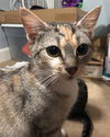 adoptable Cat in  named Livvie