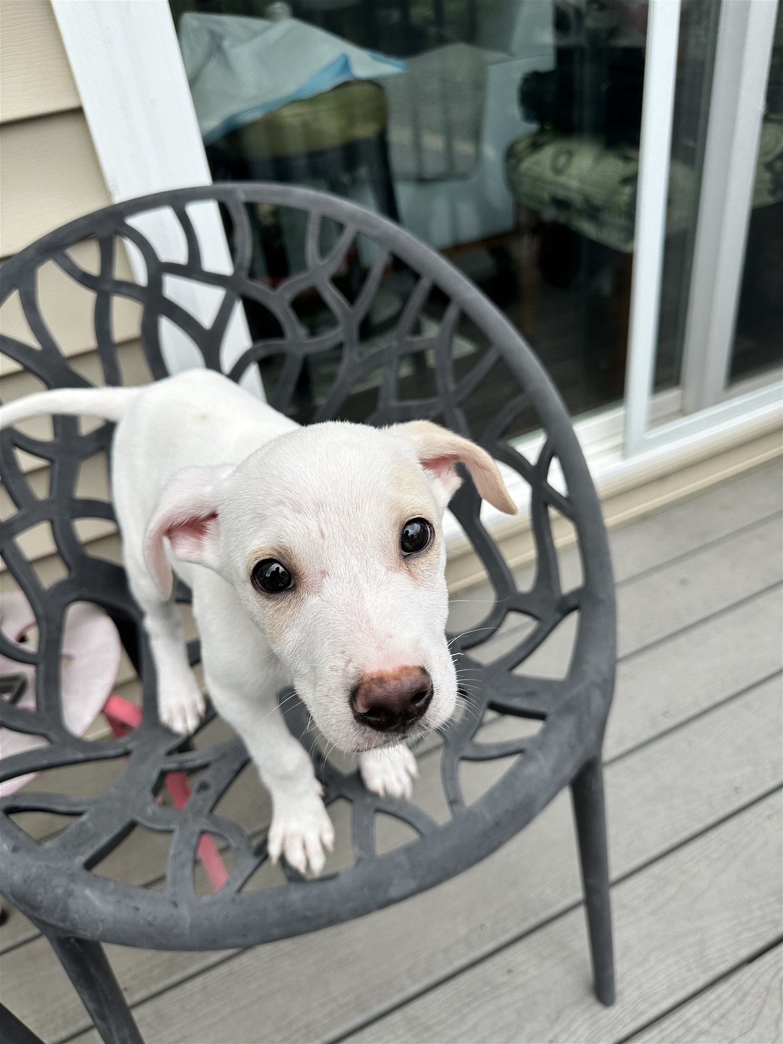 adoptable Dog in Herndon, VA named Elliot