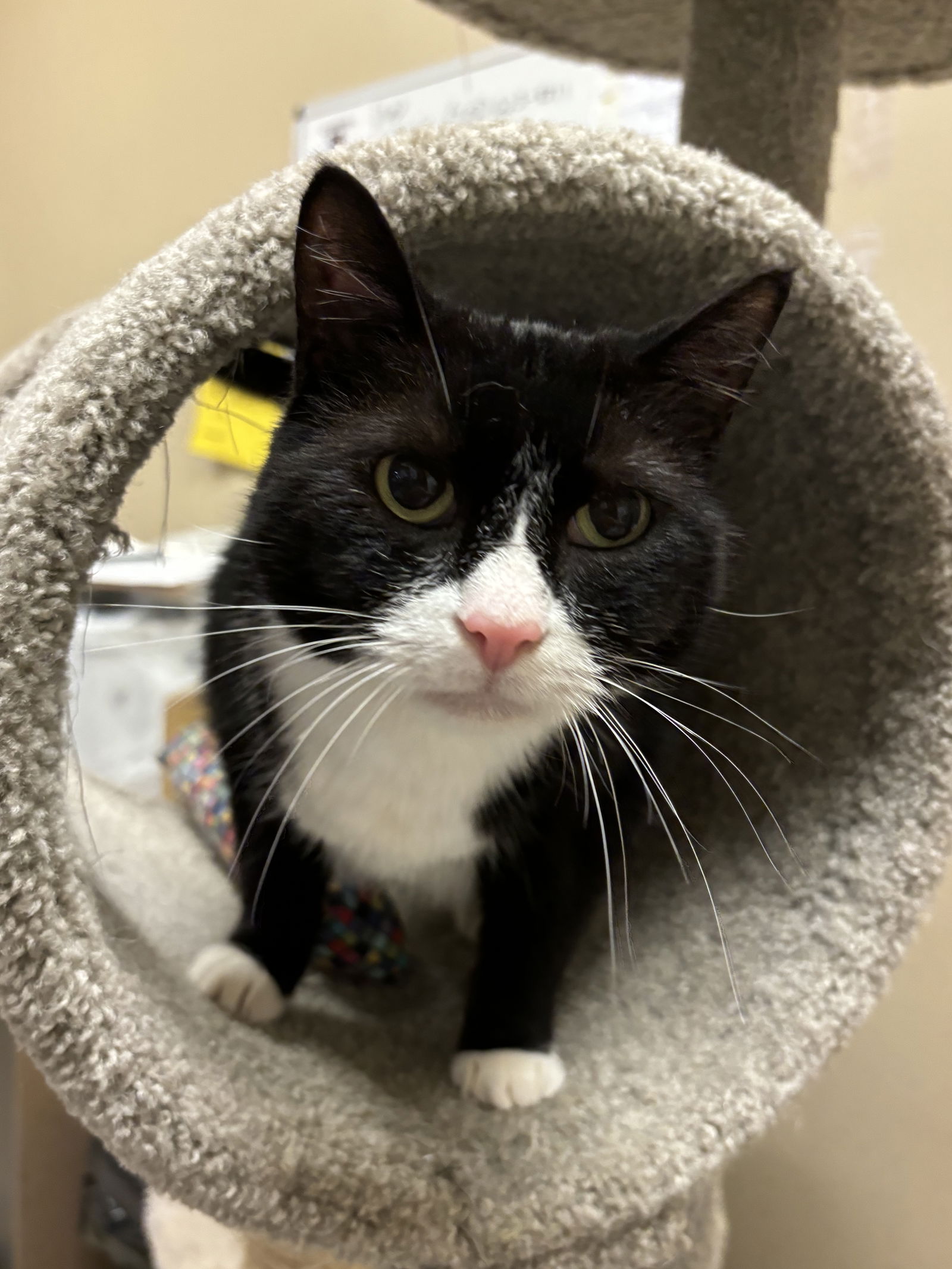 adoptable Cat in Herndon, VA named Misty