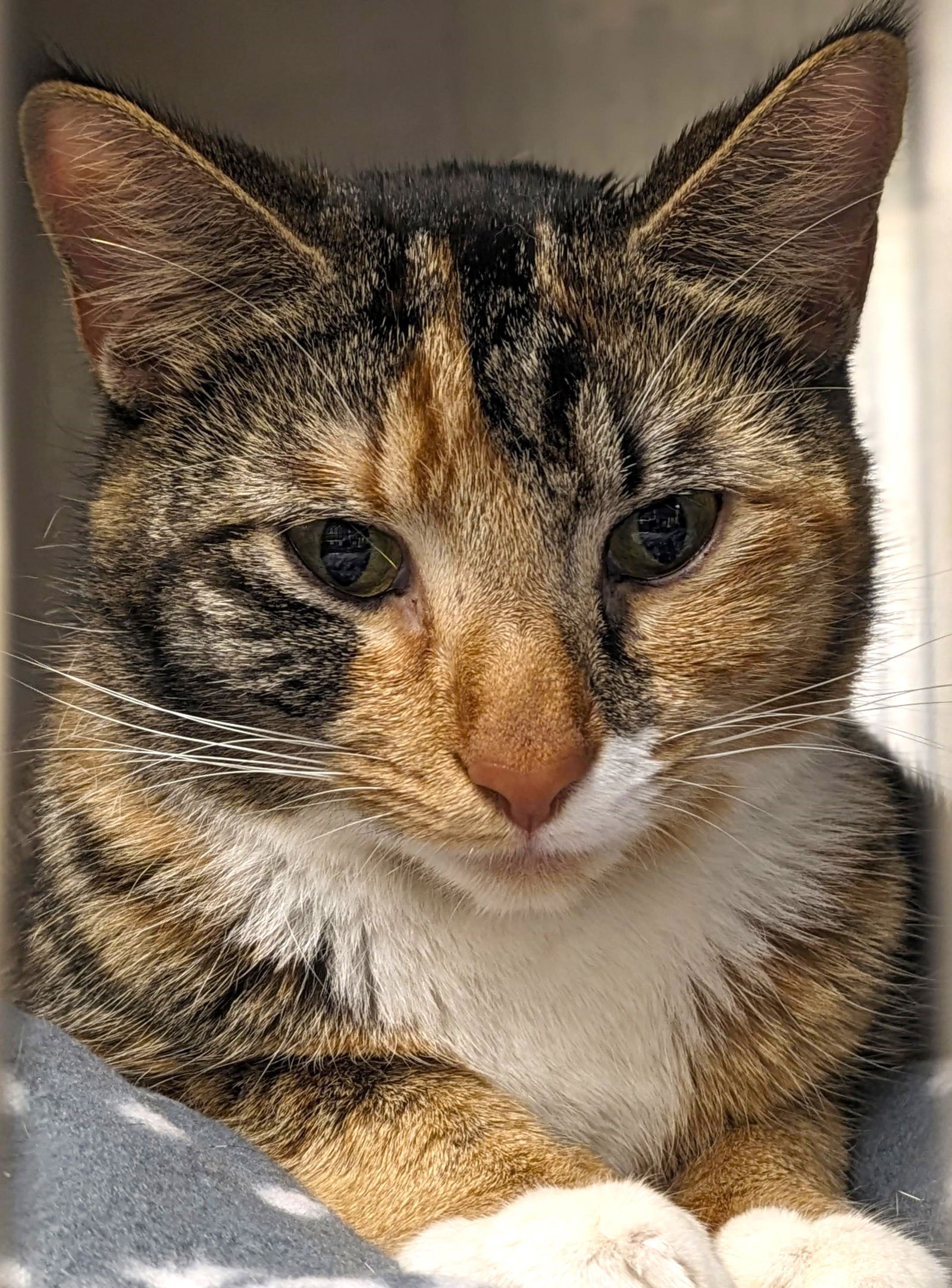 adoptable Cat in Herndon, VA named Tutu