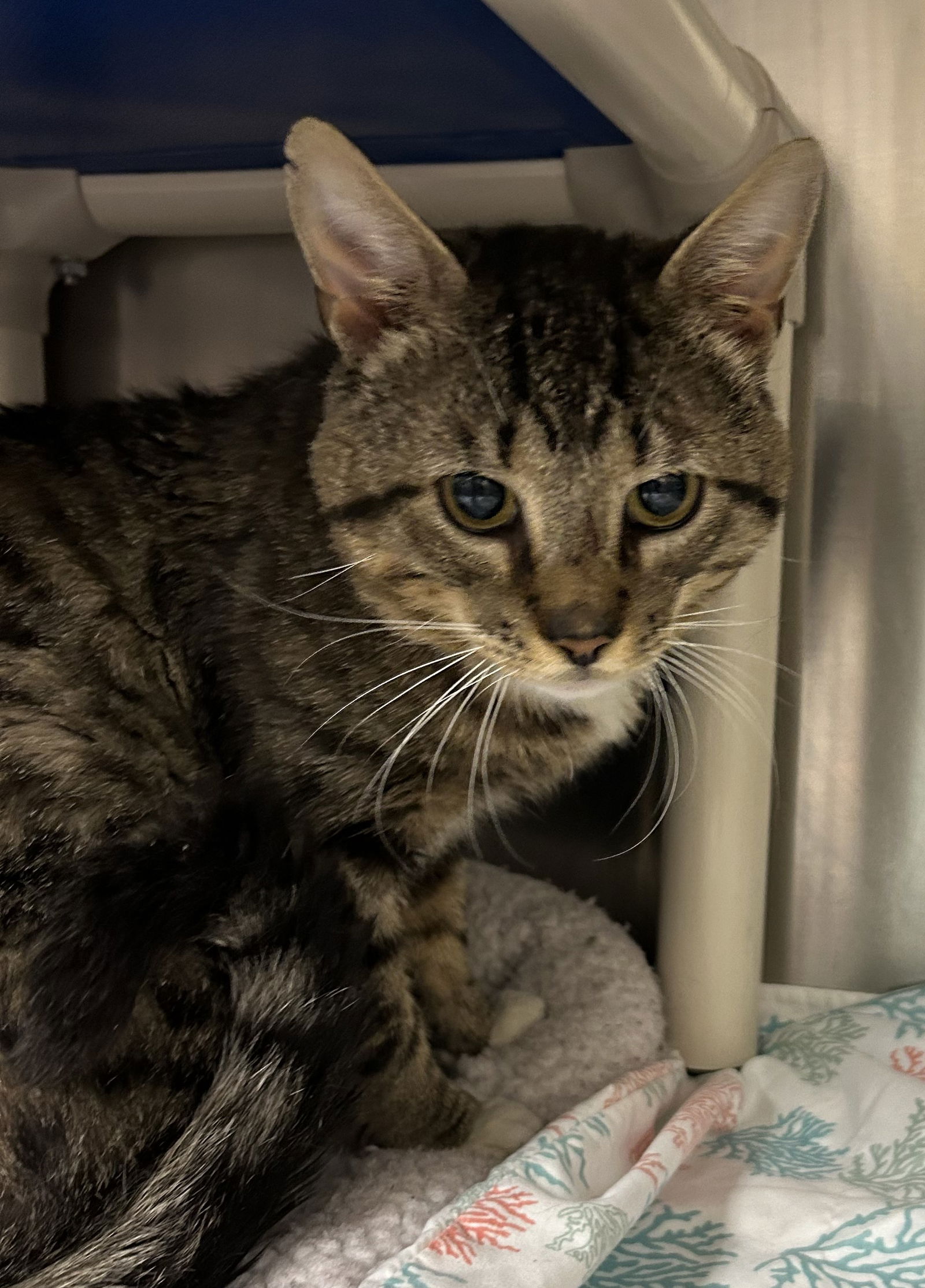 adoptable Cat in Herndon, VA named Bison