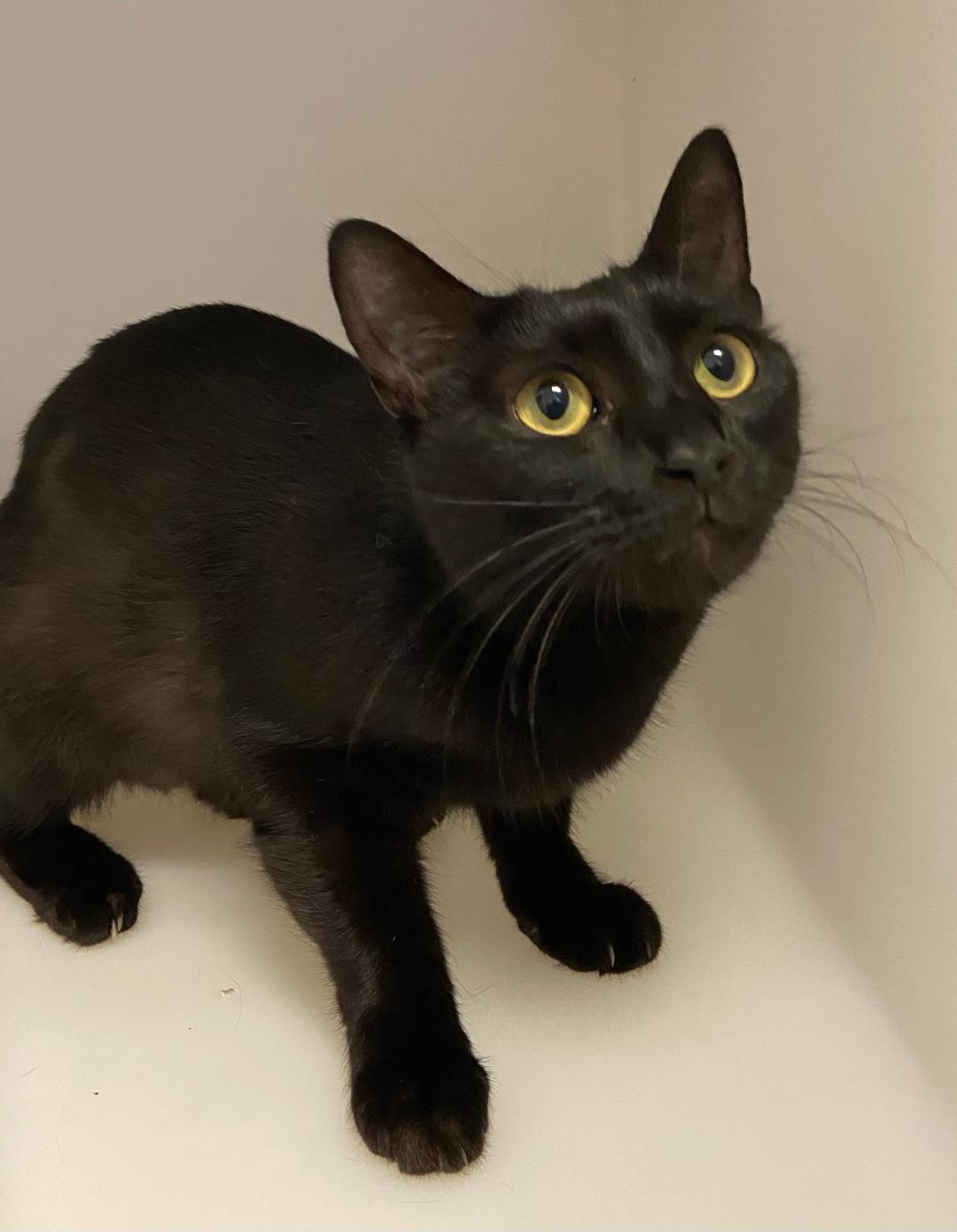 adoptable Cat in Herndon, VA named Sparrow