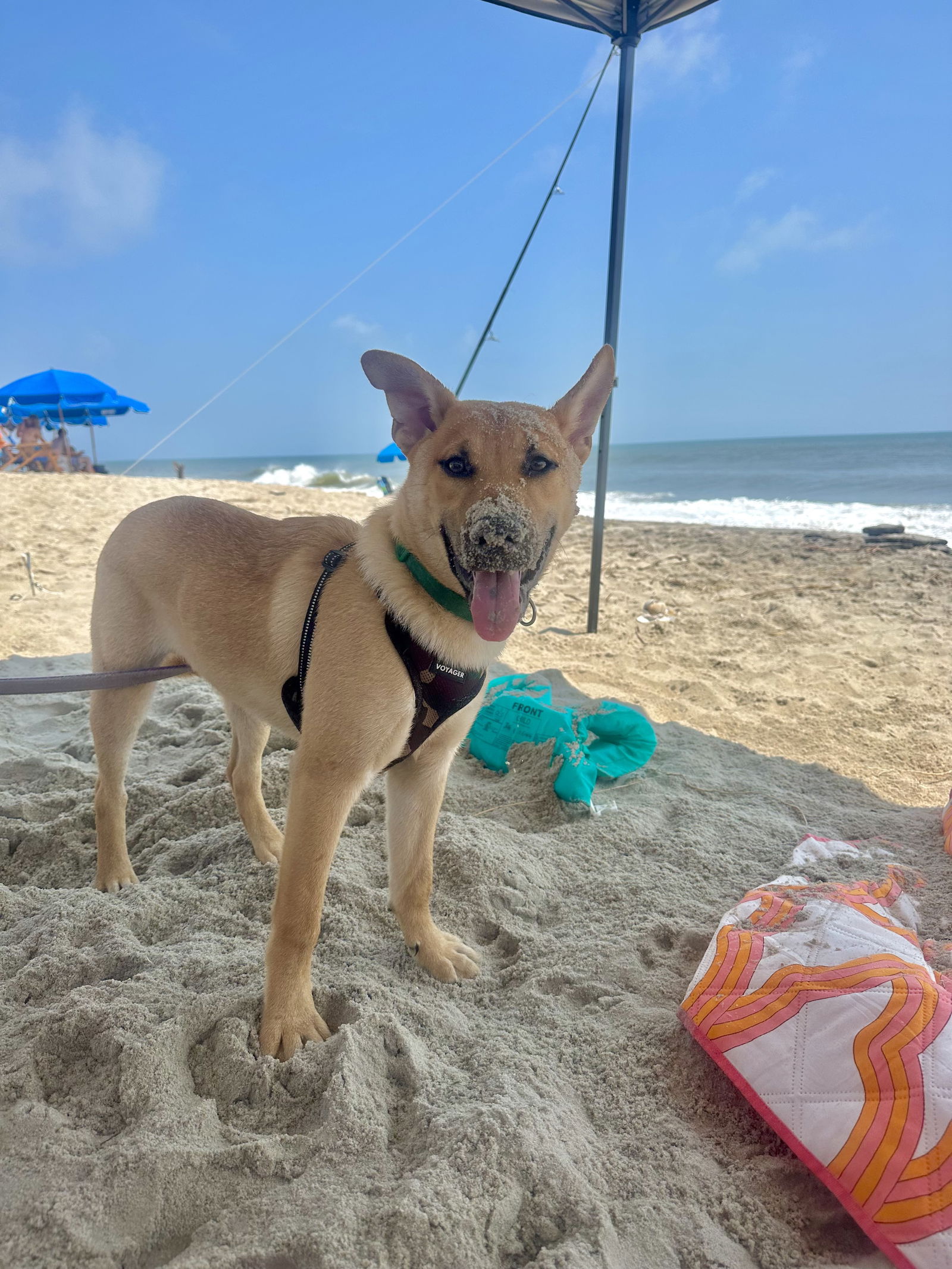 adoptable Dog in Herndon, VA named Rocket