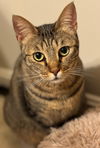 adoptable Cat in Herndon, VA named Roisin