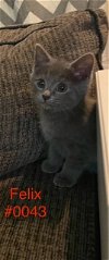 adoptable Cat in , VA named Felix