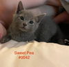 adoptable Cat in Herndon, VA named Sweet Pea (& Felix) bonded