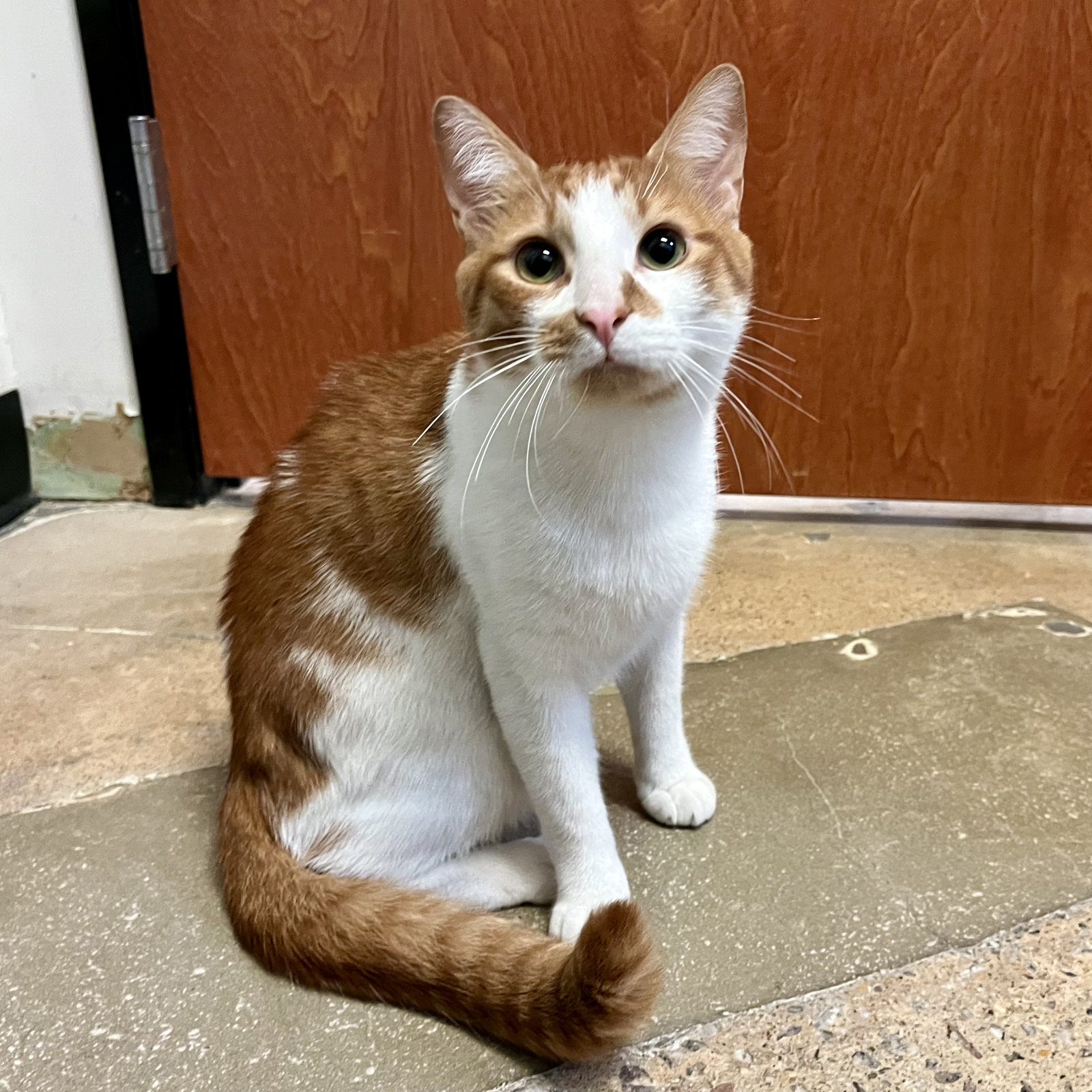 adoptable Cat in Herndon, VA named Echo (& Raven) bonded