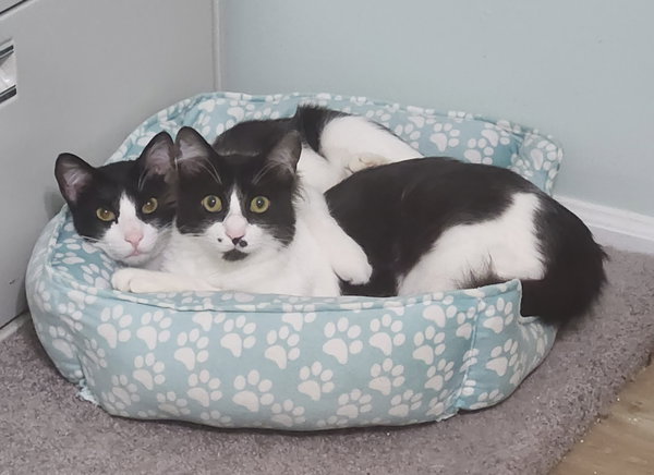 Bear (& Roo) bonded