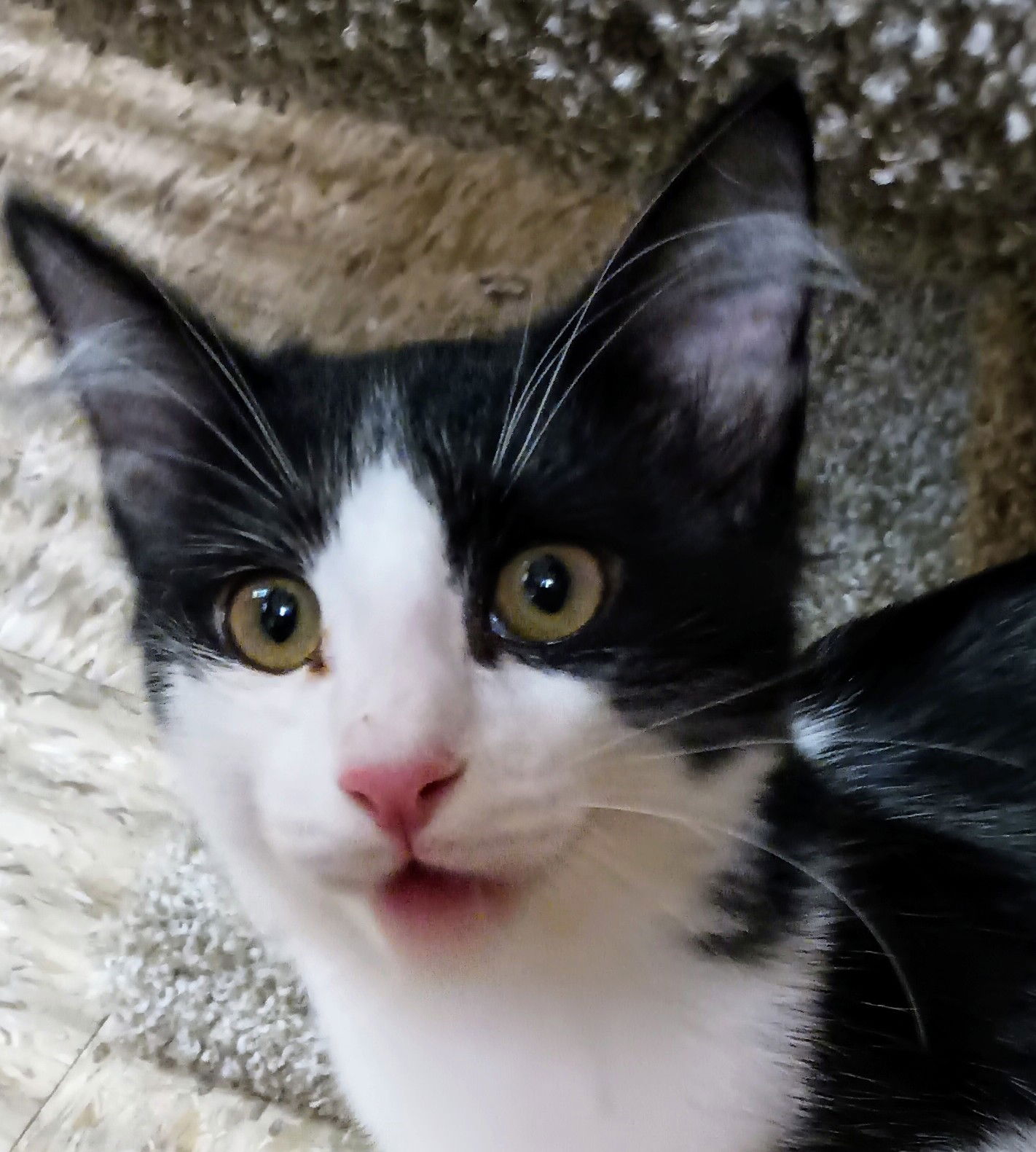 adoptable Cat in Herndon, VA named Bear (& Roo and Suki) bonded