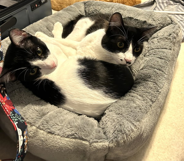 Roo (& Bear) - bonded