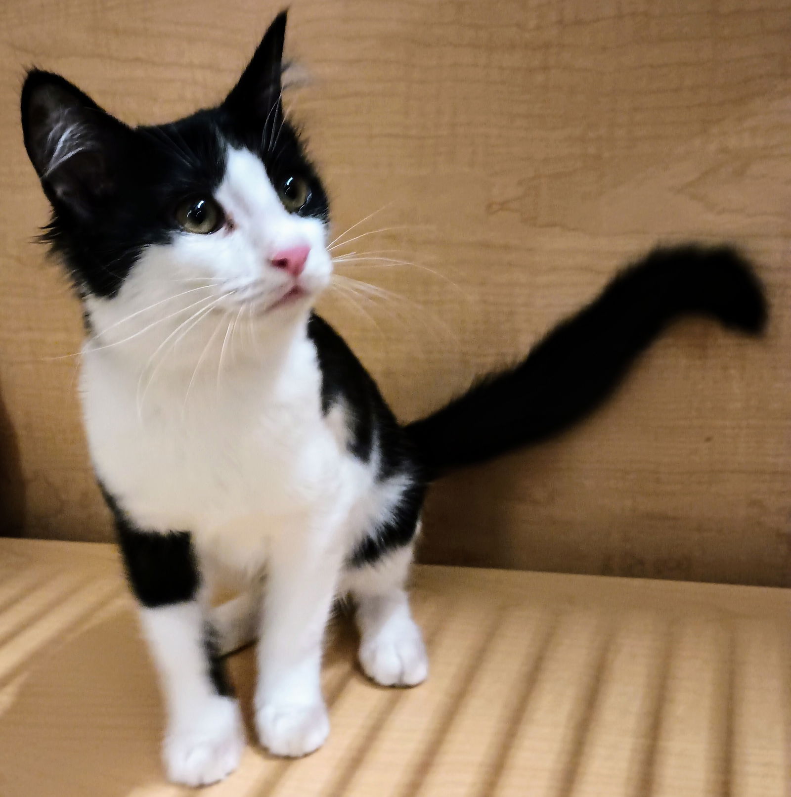 adoptable Cat in Herndon, VA named Suki (& Bear and Roo) bonded