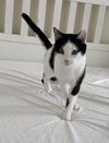 adoptable Cat in Herndon, VA named Tuxedo