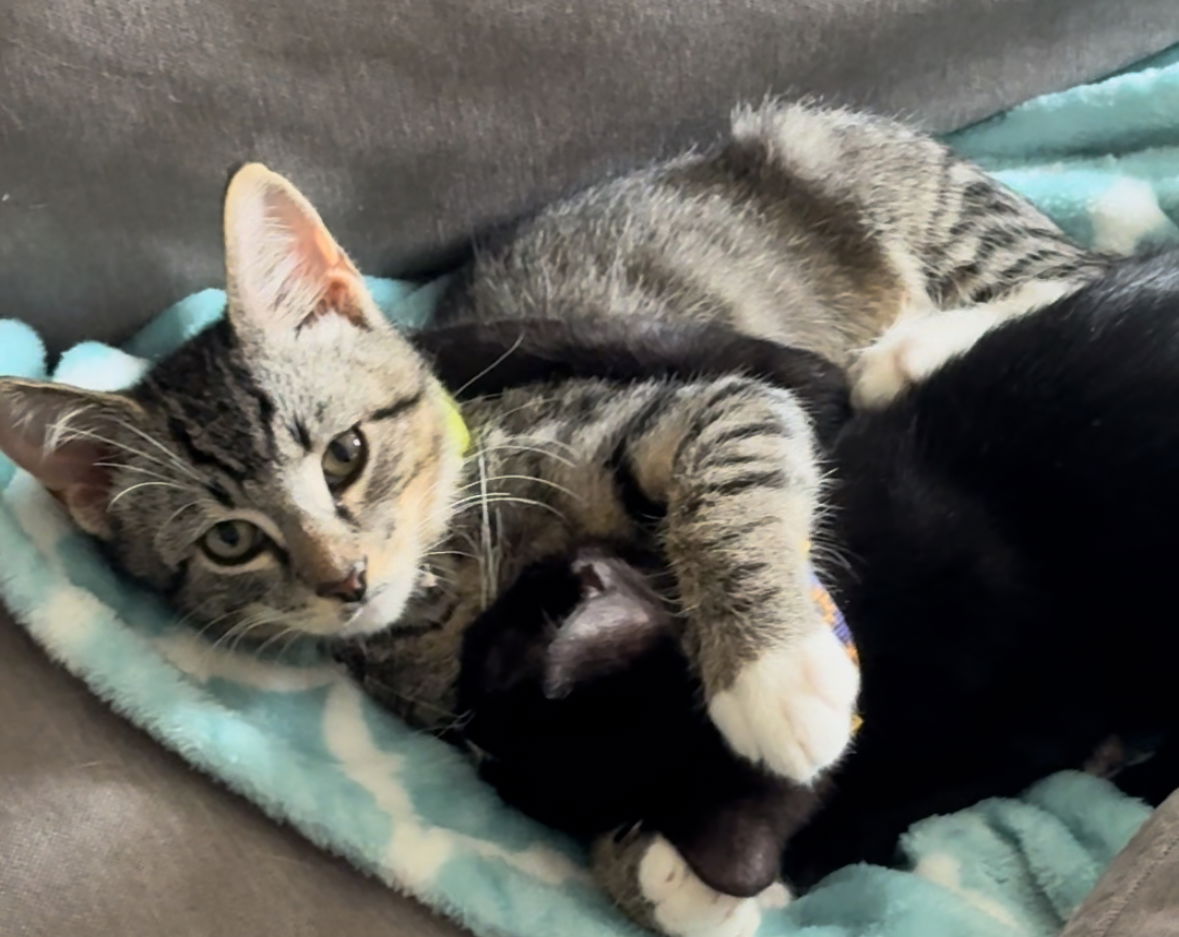 adoptable Cat in Herndon, VA named Tiger