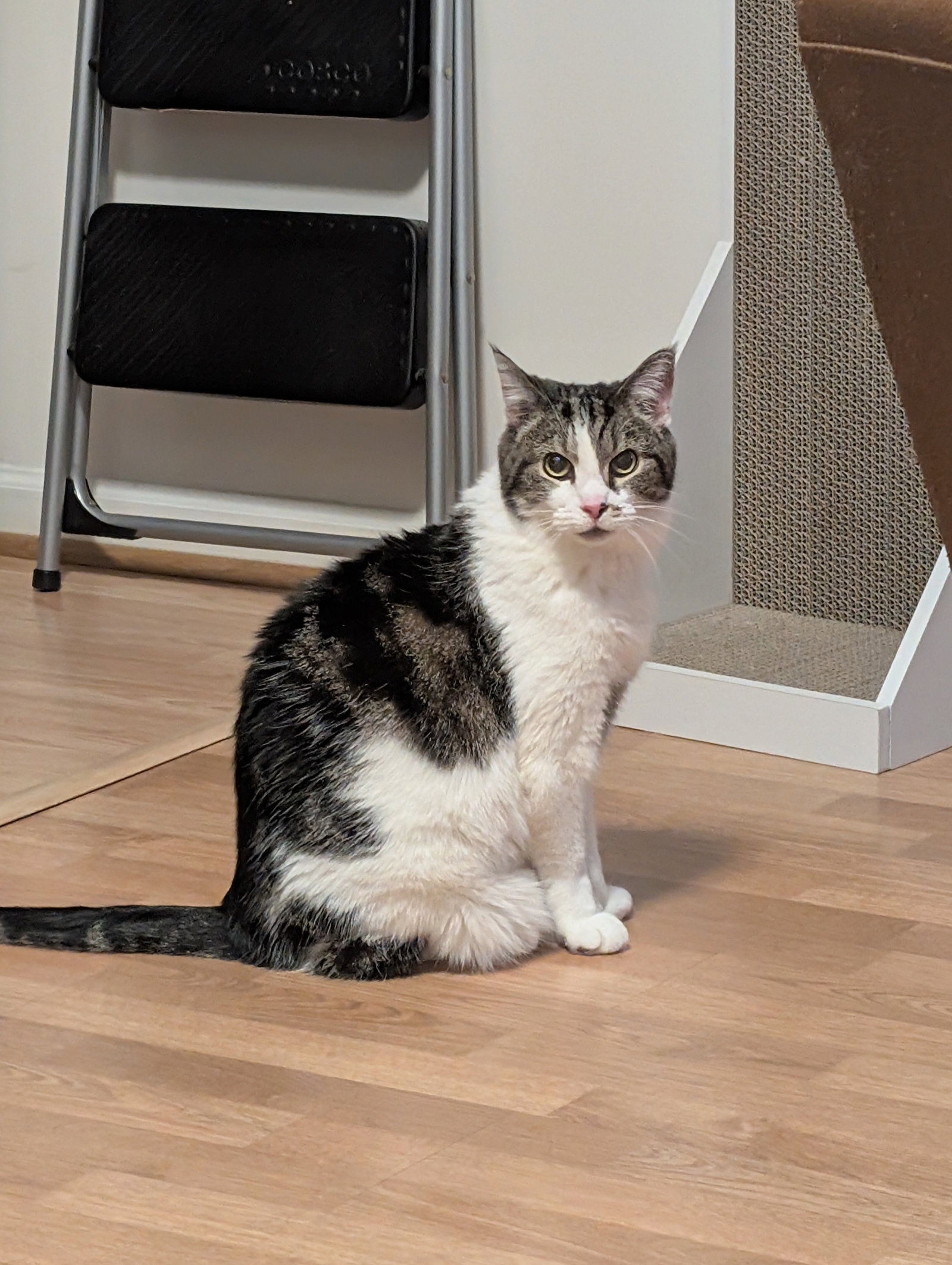 Ariel - Still waiting & My love is a Purr away!