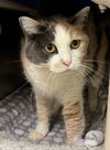 adoptable Cat in Herndon, VA named Pussandra