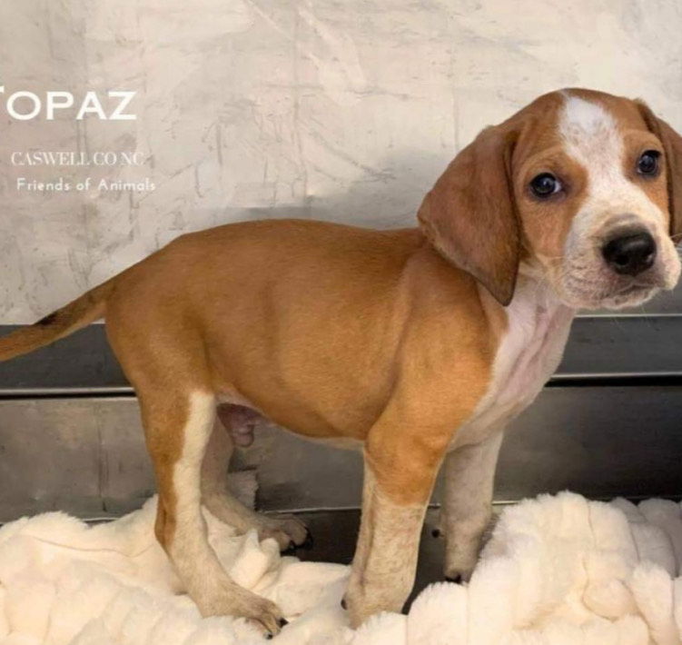 adoptable Dog in Herndon, VA named Topaz