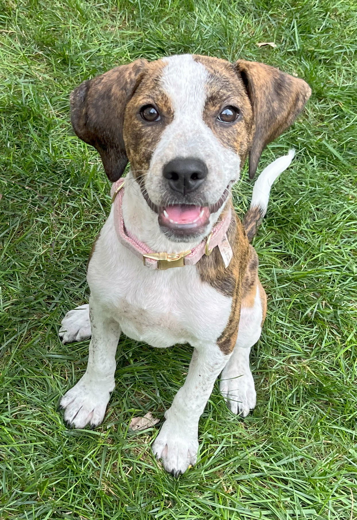 adoptable Dog in Herndon, VA named Amber