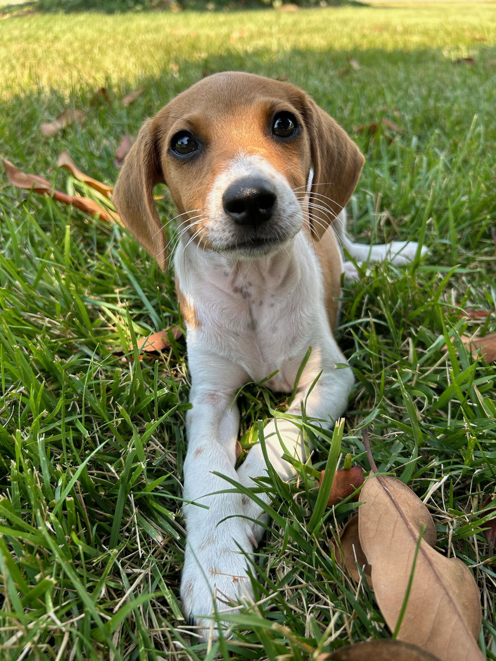 adoptable Dog in Herndon, VA named David