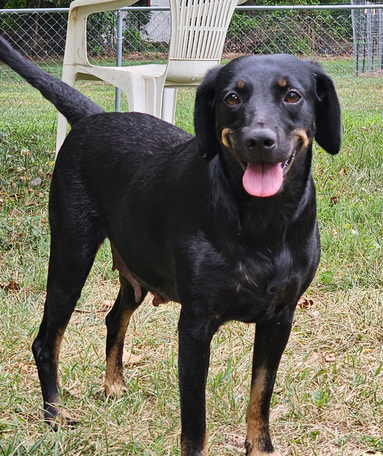 adoptable Dog in Herndon, VA named Moxie