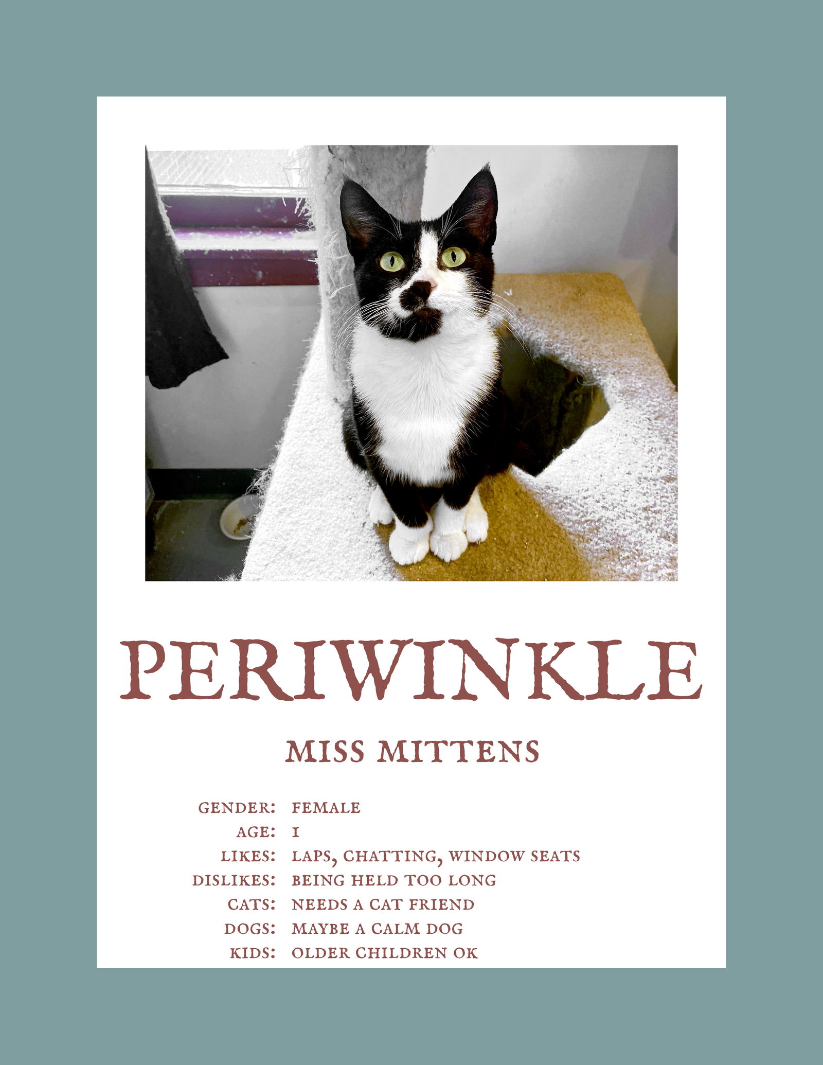 adoptable Cat in Herndon, VA named Periwinkle