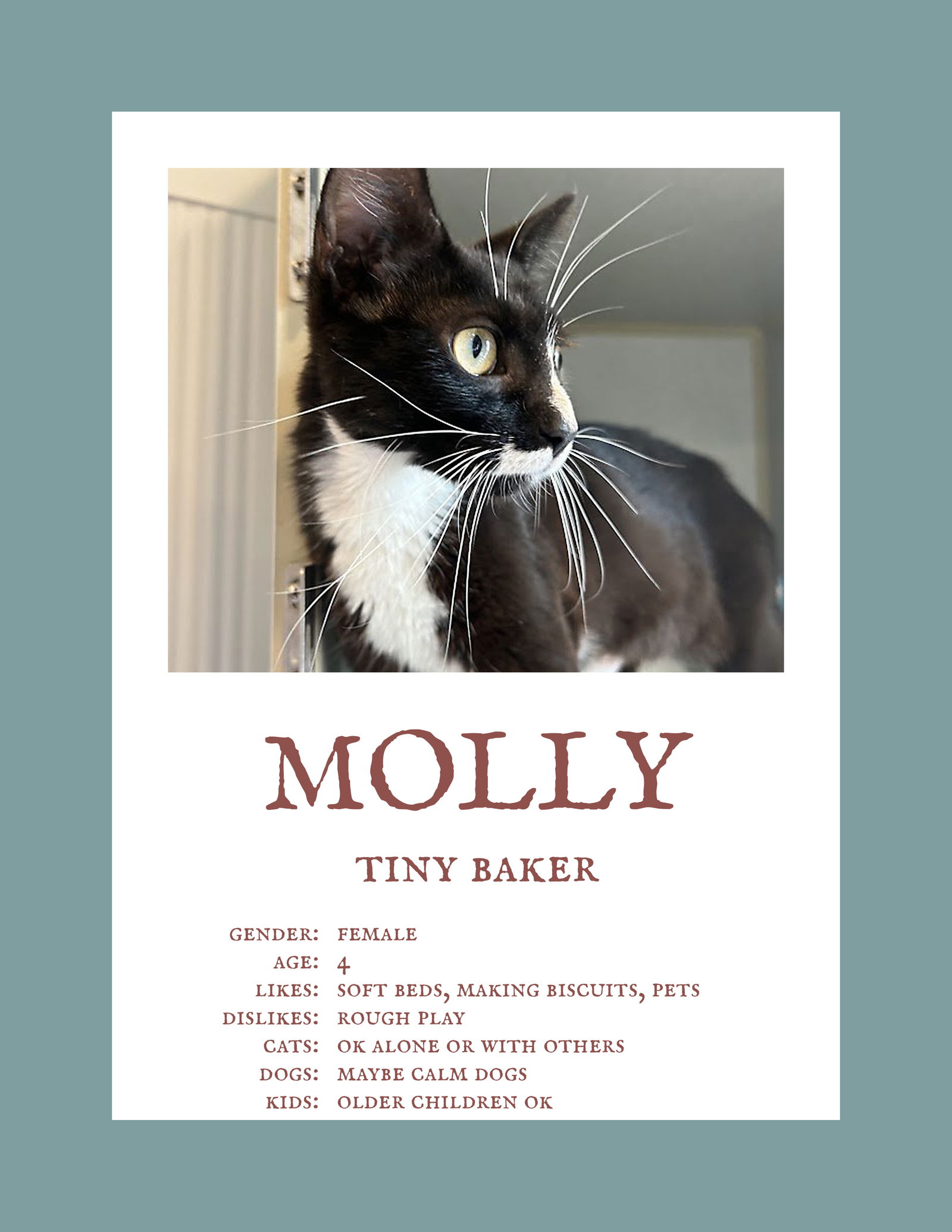 adoptable Cat in Herndon, VA named Molly