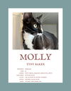 adoptable Cat in Herndon, VA named Molly