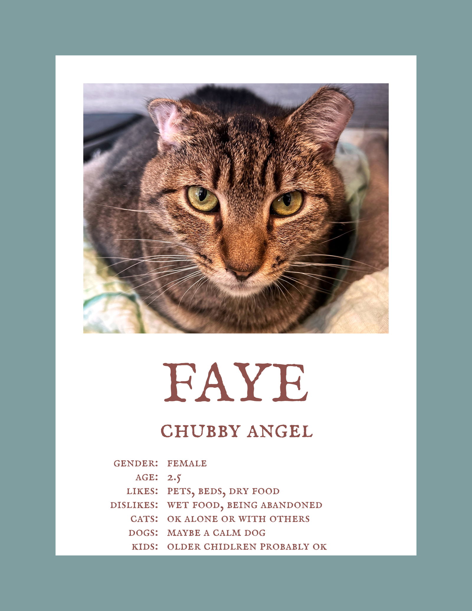 adoptable Cat in Herndon, VA named Faye