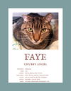 adoptable Cat in Herndon, VA named Faye