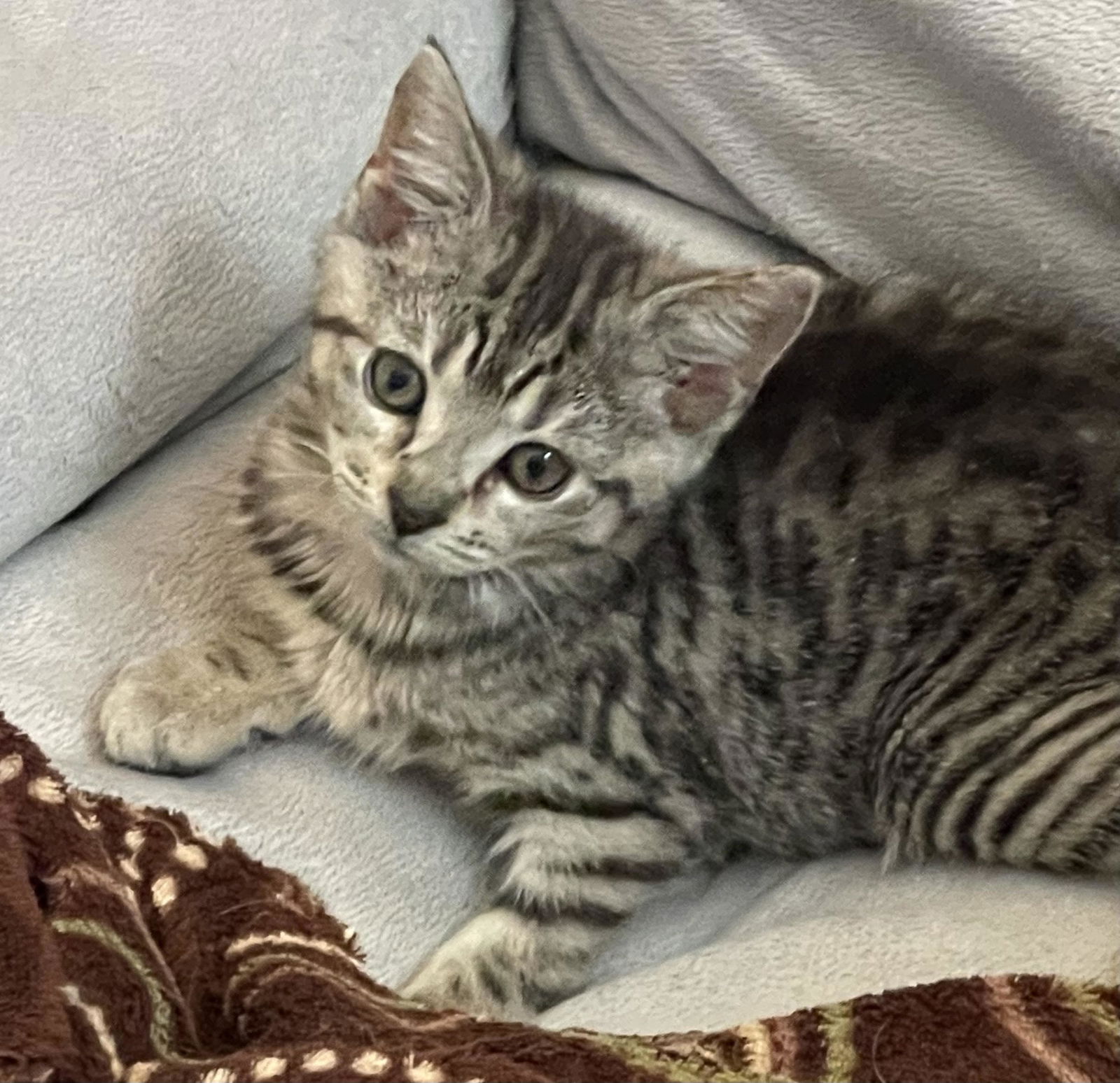 adoptable Cat in Herndon, VA named Roly Poly (RoPo)