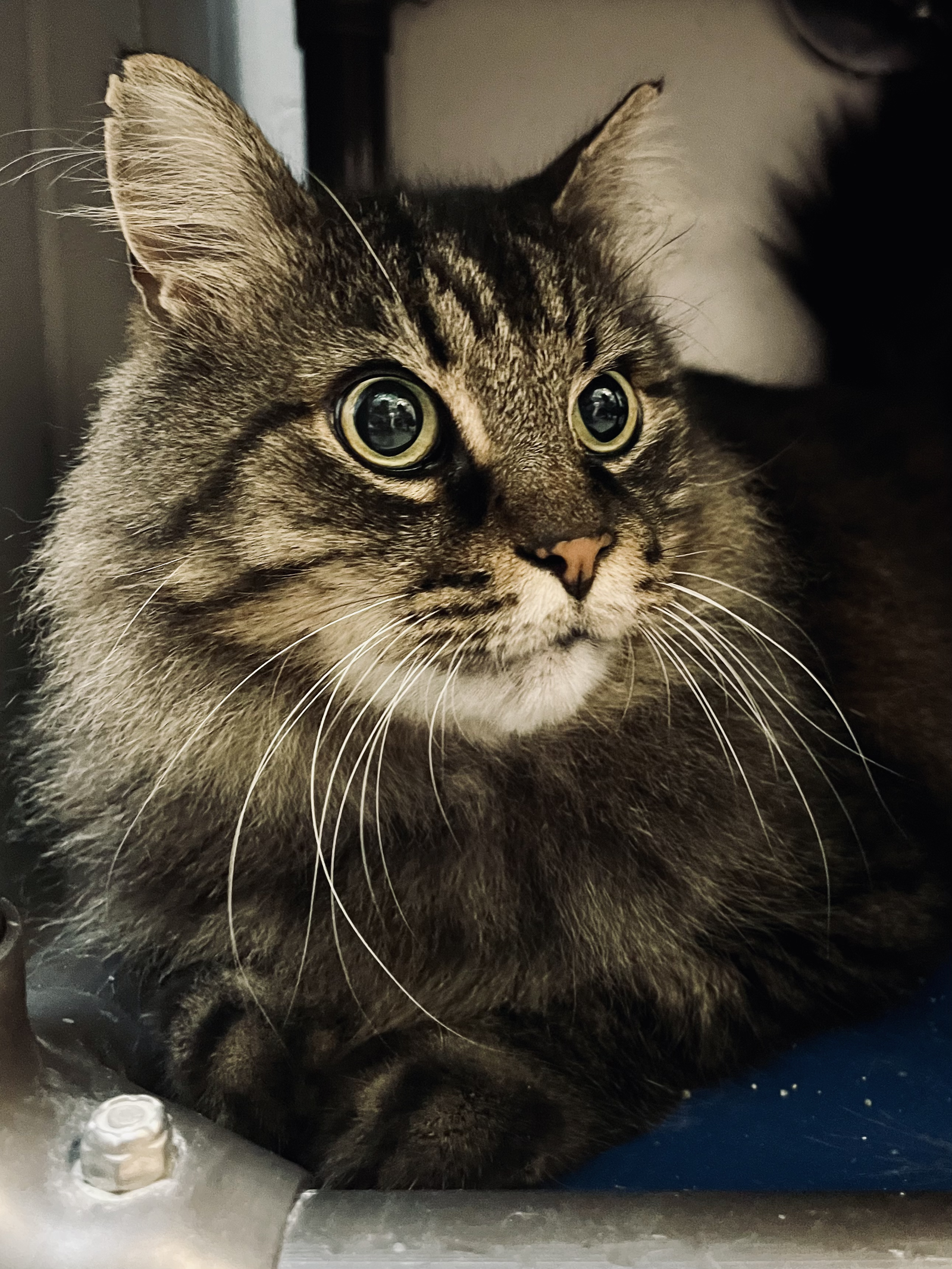 adoptable Cat in Springfield, VA named Bobby